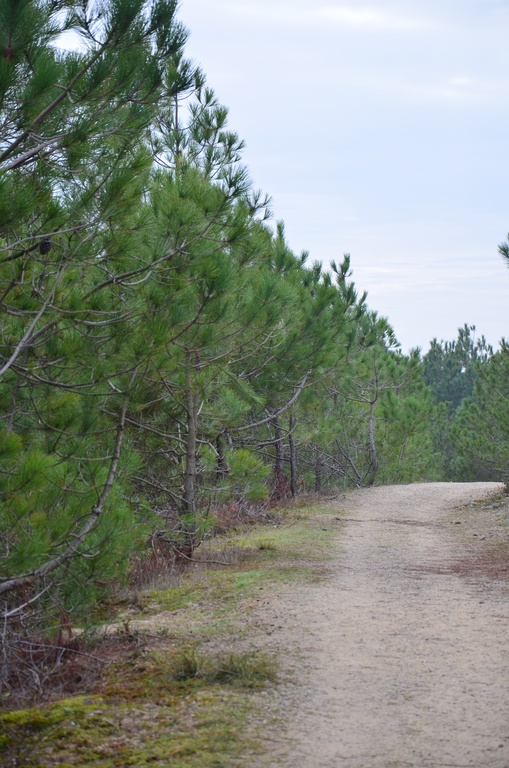 2016-12-10 Bordeaux/Cap Ferret/DSC_0183.JPG